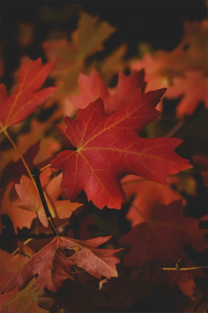 Close-up of vibrant red maple leaves in autumn, showing detailed veins and rich texture against a dark background. This image visually connects to the natural origins of maple syrup, often linked to seasonal flavors in maple syrup coffee and its potential health benefits.