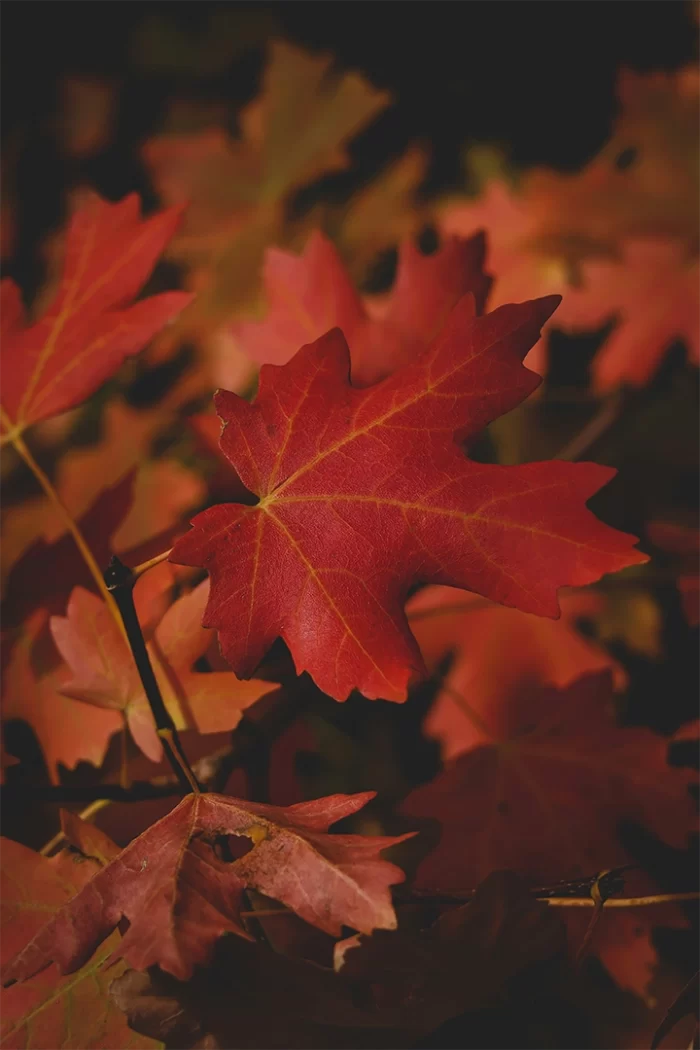 Close-up of vibrant red maple leaves in autumn, showing detailed veins and rich texture against a dark background. This image visually connects to the natural origins of maple syrup, often linked to seasonal flavors in maple syrup coffee and its potential health benefits.
