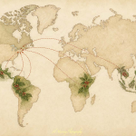 A vintage style world map shows coffee growing regions in Central and South America. Africa. and Southeast Asia with dashed routes converging on Canada. Coffee branches with red cherries mark the producing regions and illustrate where Canadian coffee roasters get their beans.